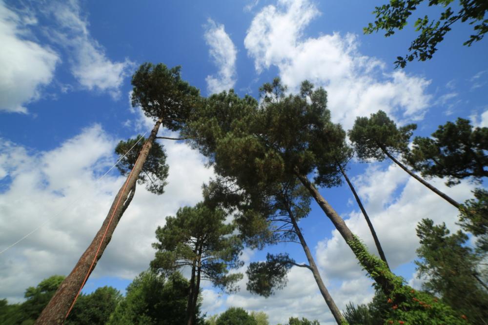 taille d'arbre à Lignan-de-Bazas