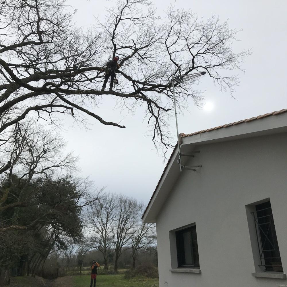 élagage à Lignan-de-Bazas
