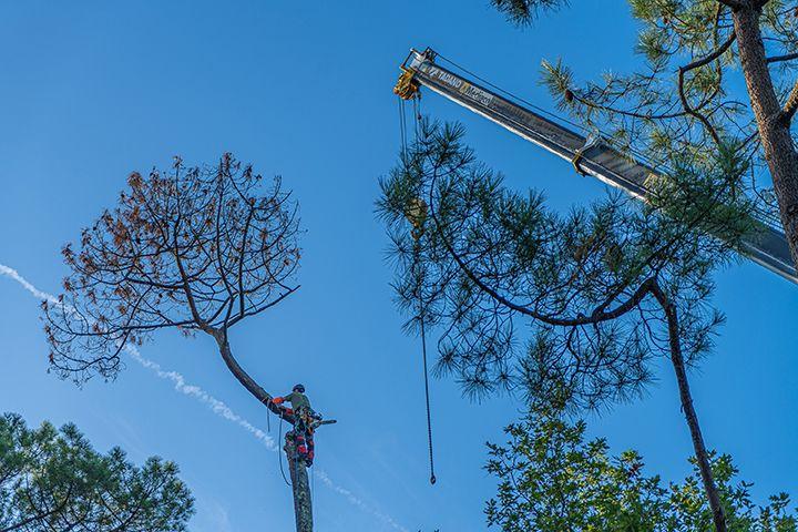 abattage par démontage