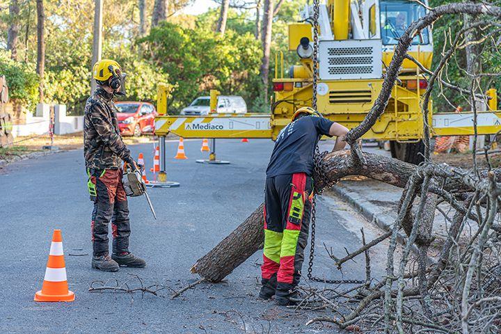 évacuation des déchets verts